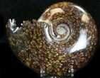 Cleoniceras Ammonite Fossil - Madagascar #32558-1
